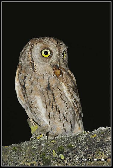 petit duc scops avec hanneton